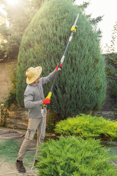 Best Tree and Shrub Care  in Baileys Crossroads, VA